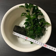 受け渡し者決定。アヌビアスナナ　溶岩石付きの画像