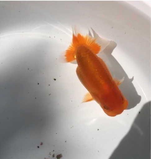 品評会 研究会タイプ らんちゅう 優良系統 素赤 当歳