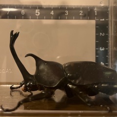 旭川発　北海道産　カブトムシ　幼虫　１０匹 ケース付き！の画像