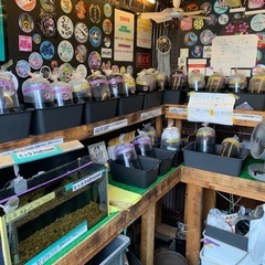 【五桜メダカ】 9月14日　全品1000円SALE 横須賀めだか...