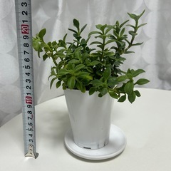 多肉植物 ベビーサンローズ プラ鉢ごとの画像