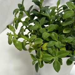 多肉植物 ベビーサンローズ プラ鉢ごとの画像