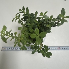 多肉植物 ベビーサンローズ プラ鉢ごとの画像