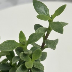 多肉植物 ベビーサンローズ プラ鉢ごとの画像