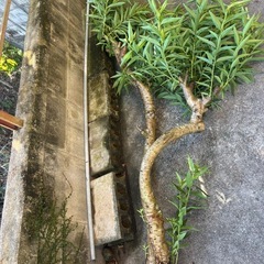 桃の木の画像