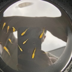 【めだか】レモンスカッシュ　稚魚　15匹　の画像