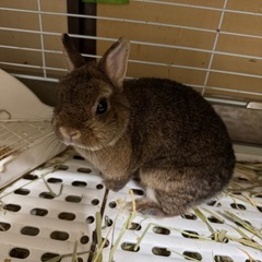 ネザーランドドワーフ女の子