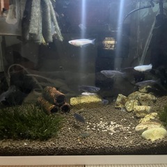 メダカmixの画像
