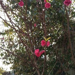 桃の木の画像