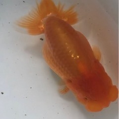 らんちゅう 優良系統 頭 フンタン出てます。太め体型の画像