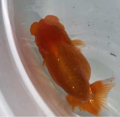 らんちゅう 優良系統 頭 フンタン出てます。太め体型