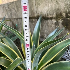 アガベの画像