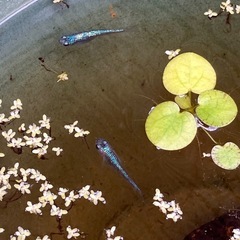 サファイアメダカ稚魚・若魚　飼育初心者🔰への画像