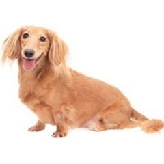 愛犬が乳がんにかかり、、
