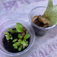 ビカクシダ
の画像