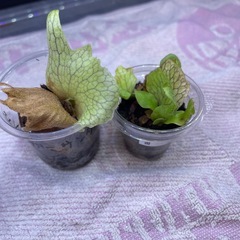 ビカクシダ
の画像