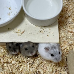 🐹ハムスター里親募集🐹 ジャンガリアン