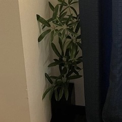 観葉植物　プラスチックの画像