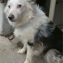 ボーダーコリー4歳　保護犬