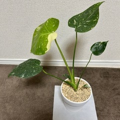 モンステラ　タイコンステレーションの画像