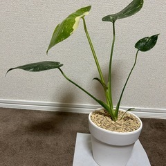 モンステラ　タイコンステレーションの画像
