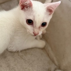 推定３ヶ月♂保護猫
