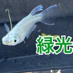 (完売御礼)メダカ【1匹100円〜】日曜日早朝のみ『りゅうメダカ🐟』先着予約の画像