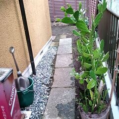 うちわサボテン　たくさんあります！の画像