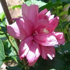 ★ムクゲ苗　濃いローズピンク八重　花芽付きの画像