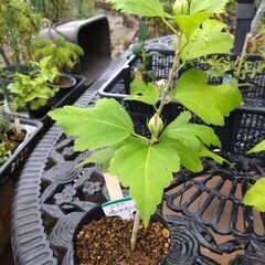 ★ムクゲ苗　濃いローズピンク八重　花芽付きの画像