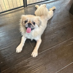 ペキニーズのファービーちゃん