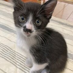 白黒ハチワレの子猫おまめさん、人慣れOK