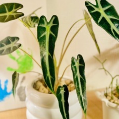🉐鉢付き！エキゾチックな人気の観葉植物！アロカシア！の画像