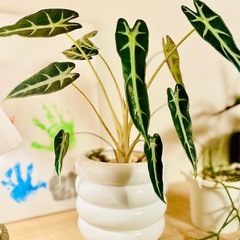 🉐鉢付き！エキゾチックな人気の観葉植物！アロカシア！の画像