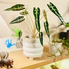 🉐鉢付き！エキゾチックな人気の観葉植物！アロカシア！の画像