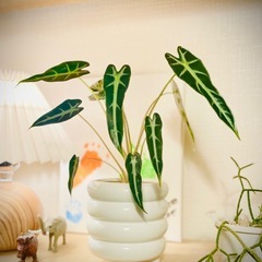 🉐鉢付き！エキゾチックな人気の観葉植物！アロカシア！の画像