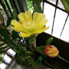 うちわサボテン　たくさんあります！の画像