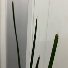 観葉植物 サンスベリア バキュラリス ②
の画像