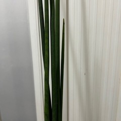 観葉植物 サンスベリア バキュラリス ②
の画像