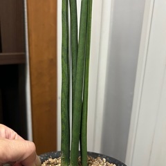 観葉植物 サンスベリア バキュラリス ②
の画像