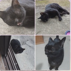 人懐っこい黒猫さん ぶさかわ♡