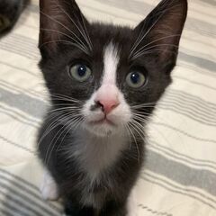 白黒ハチワレ子猫ほくろちゃん、人慣れOK