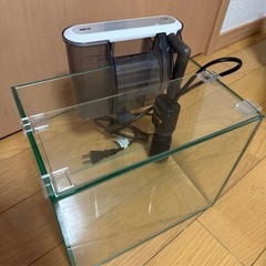 ②今すぐ飼える25cm水槽セット！の画像