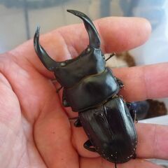能勢産（YG）　オオクワガタ　♂単品　78.7㎜　新成虫　①の画像