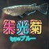 ランキングキーワードに紐づく投稿画像-メダカ