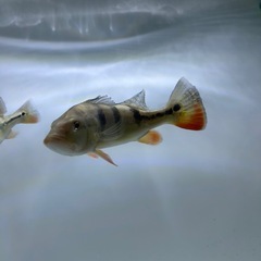 熱帯魚　水槽の画像