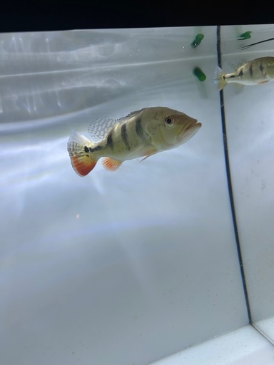 熱帯魚　水槽