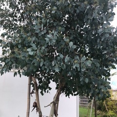 ユーカリポポラス  切りたてお裾分けの画像