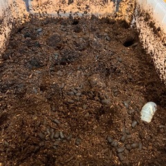 カブトムシ幼虫の画像