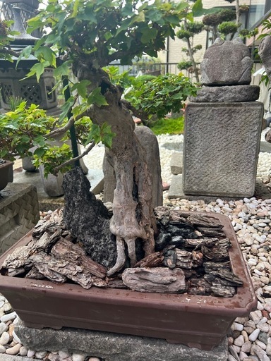 唐楓盆栽
